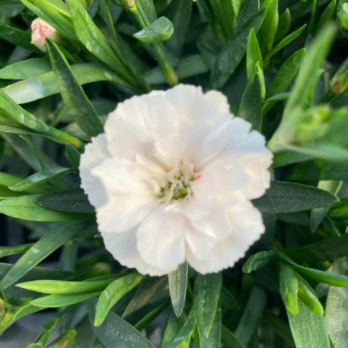 Oeillet Dianthus Supertrouper Witta