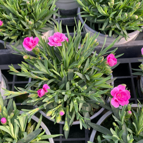 Dianthus Kahori