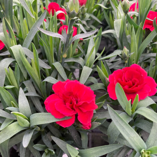 oeillet Dianthus Oscar Cherry