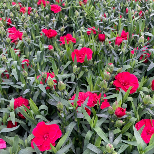 oeillet Dianthus Oscar Cherry