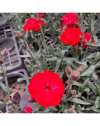 oeillet Dianthus Supertrouper Carmen