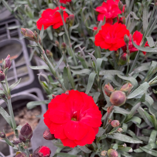 oeillet Dianthus Supertrouper Carmen