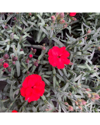 oeillet Dianthus Supertrouper Carmen