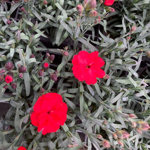 oeillet Dianthus Supertrouper Carmen