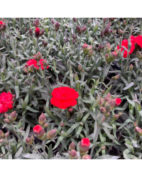 oeillet Dianthus Supertrouper Carmen