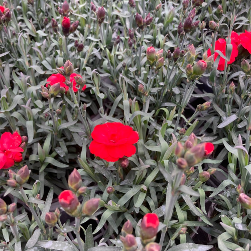 oeillet Dianthus Supertrouper Carmen