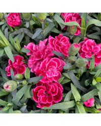 oeillet Dianthus Oscar Purple Wings