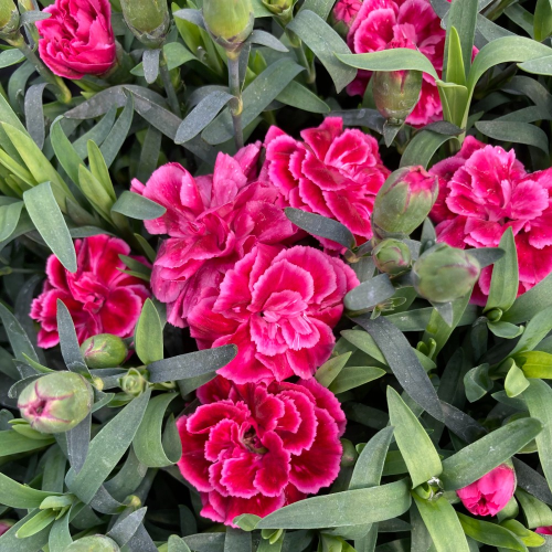 oeillet Dianthus Oscar Purple Wings