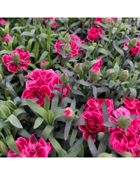 oeillet Dianthus Oscar Purple Wings