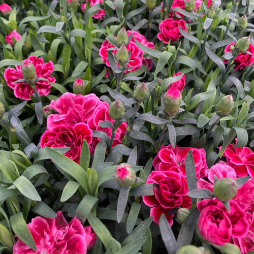 oeillet Dianthus Oscar Purple Wings