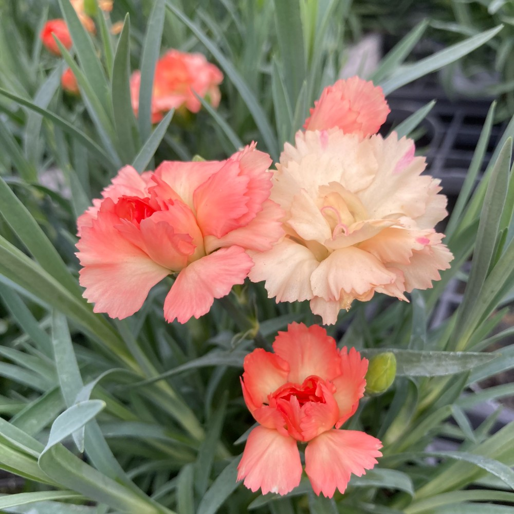 Acheter oeillet Dianthus Oscar Cherry pas cher sur