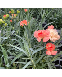 oeillet Dianthus Sorbet Salmon