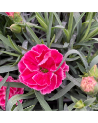 oeillet Dianthus Supertrouper Diwali