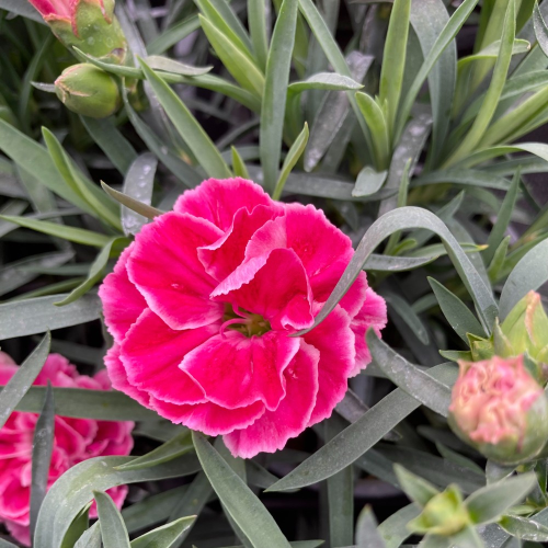 oeillet Dianthus Supertrouper Diwali