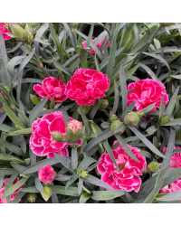 oeillet Dianthus Supertrouper Diwali