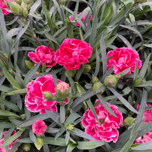 oeillet Dianthus Supertrouper Diwali