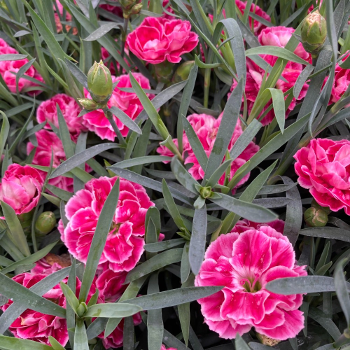 oeillet Dianthus Supertrouper Diwali