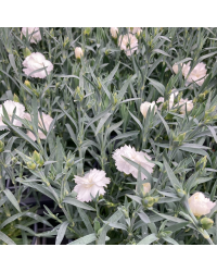 Oeillet Dianthus Supertrouper Witta