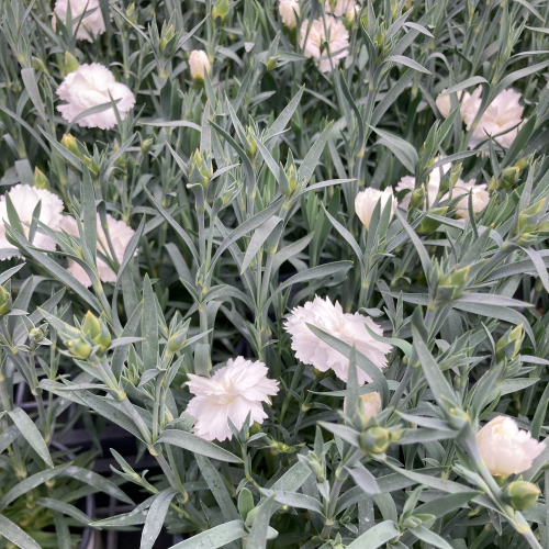 Oeillet Dianthus Supertrouper Witta