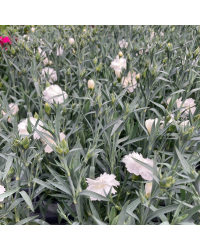 Oeillet Dianthus Supertrouper Witta
