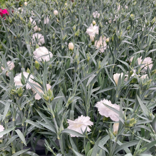 Oeillet Dianthus Supertrouper Witta