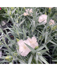 Oeillet Dianthus Supertrouper Witta