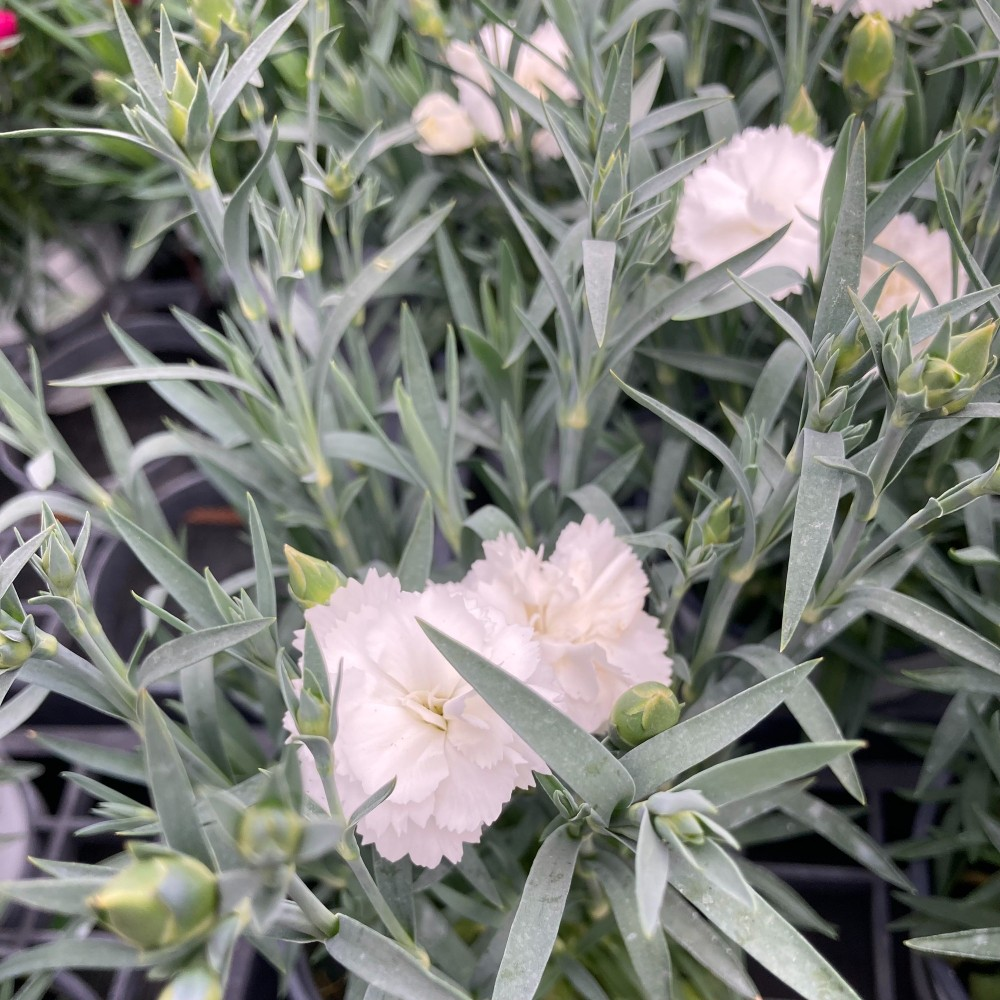Oeillet Dianthus Supertrouper Witta