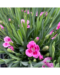 oeillet Dianthus Supertrouper Frodo