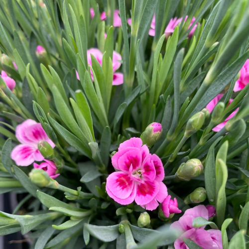 oeillet Dianthus Supertrouper Frodo