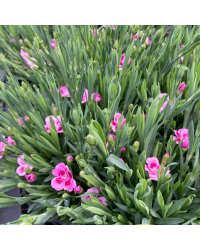 oeillet Dianthus Supertrouper Frodo