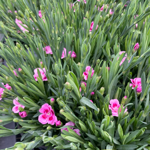 oeillet Dianthus Supertrouper Frodo