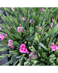 oeillet Dianthus Supertrouper Frodo