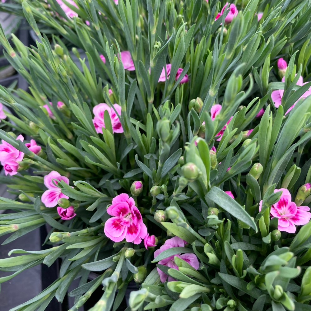 Acheter oeillet Dianthus Oscar Cherry pas cher sur