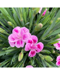 oeillet Dianthus Supertrouper Frodo
