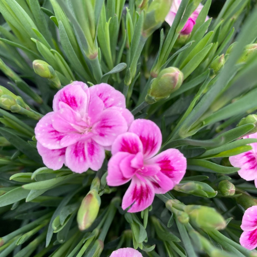 oeillet Dianthus Supertrouper Frodo