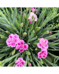 oeillet Dianthus Supertrouper Frodo