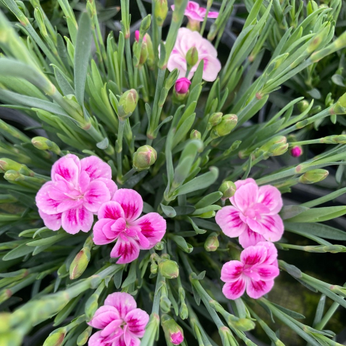 oeillet Dianthus Supertrouper Frodo