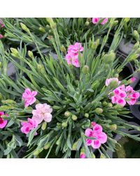 oeillet Dianthus Supertrouper Frodo