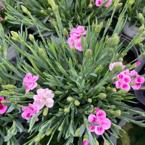 oeillet Dianthus Supertrouper Frodo