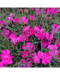Dianthus Kahori