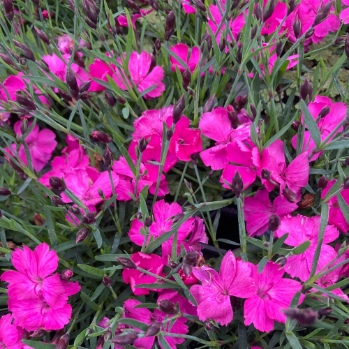 Dianthus Kahori