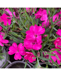 Dianthus Kahori