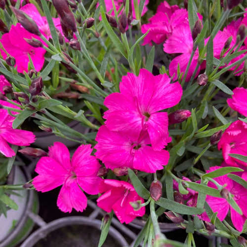 Dianthus Kahori