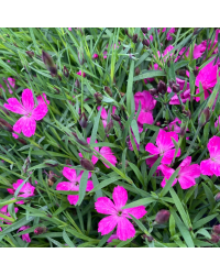 Dianthus Kahori