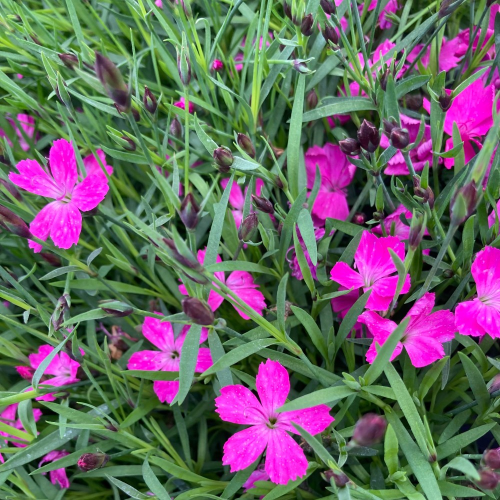 Dianthus Kahori