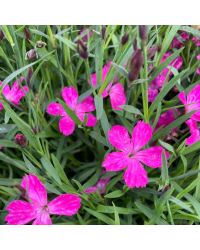 Dianthus Kahori