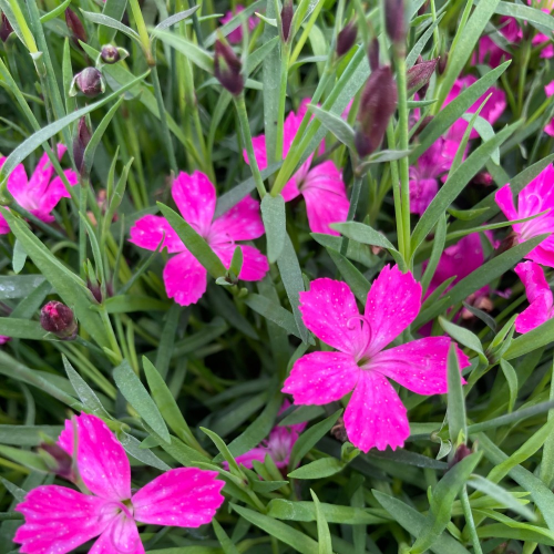 Dianthus Kahori