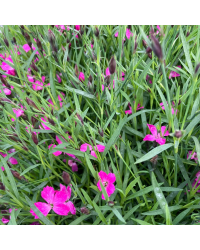 Dianthus Kahori