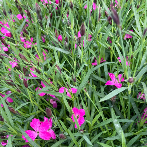 Dianthus Kahori