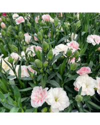 oeillet Dianthus Supertrouper Sissy